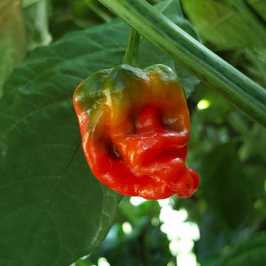 WHP 006 Chili Pepper Seeds - The Pepper Pantry (Formerly Marie Sharp's)